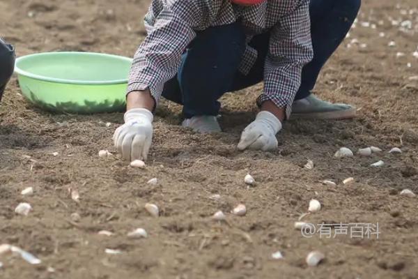 种植大蒜的技术要点