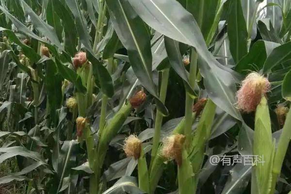 山东适宜种植的高产玉米品种选择