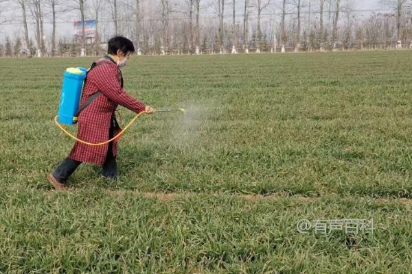 如何预防和治理小麦赤霉病？从始花期开始做好防治工作