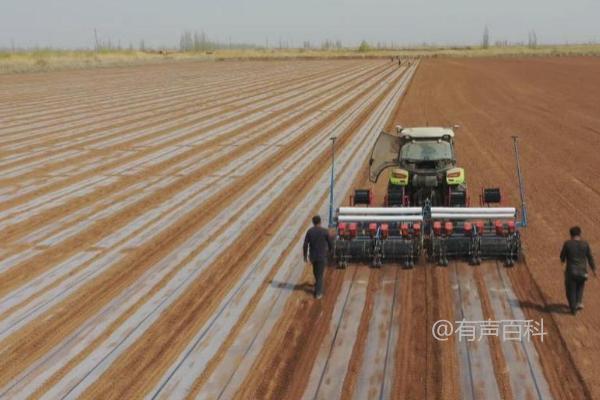 根据百度SEO规范修改后的标题：
春季播种抗虫棉技术，播前晒种的重要性