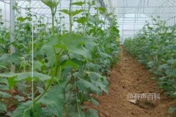 丝瓜种植方法，基肥施足可亩栽约2800株