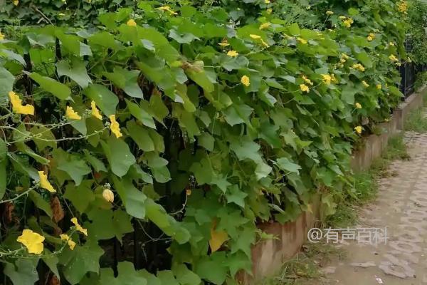 丝瓜种植方法，基肥施足可亩栽约2800株