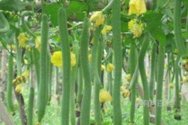 丝瓜种植方法，基肥施足可亩栽约2800株