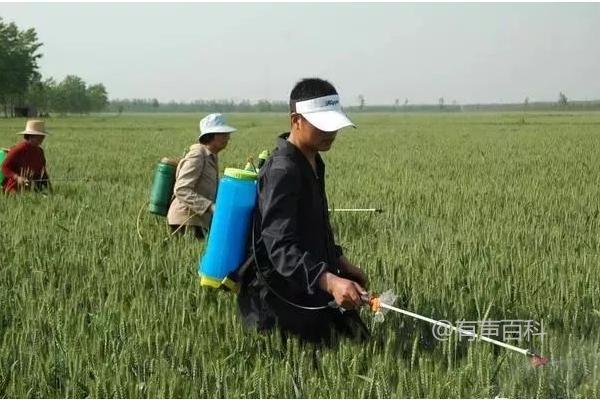 小麦除草剂的最佳施用时间是什么？