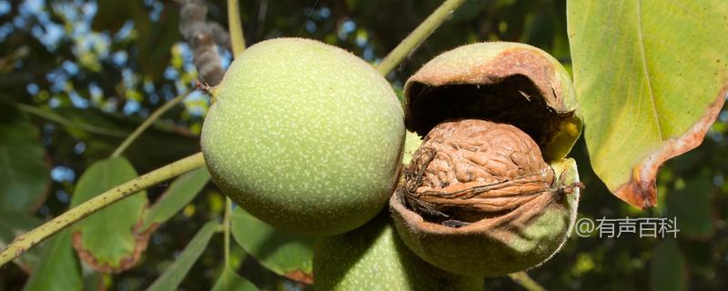 广东地区适宜种植核桃吗？核桃树的生长条件