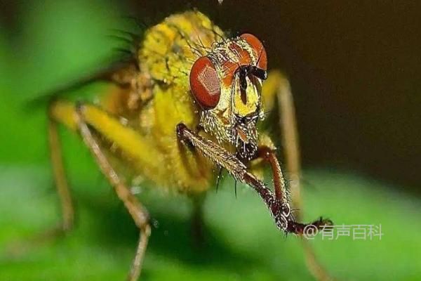 赤眼蜂如何防治玉米螟，简易科学防治技术推荐