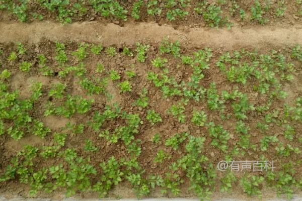 种植芹菜的土壤要求，疏松肥沃、富含有机质的土壤更佳