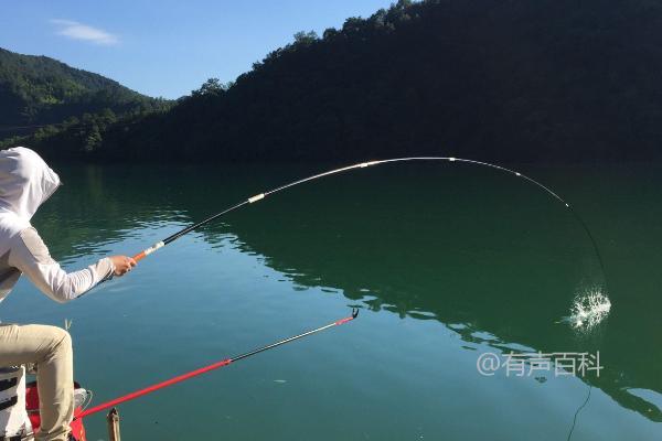 夏季钓鱼的最佳时间，早上7-9点是个不错的选择