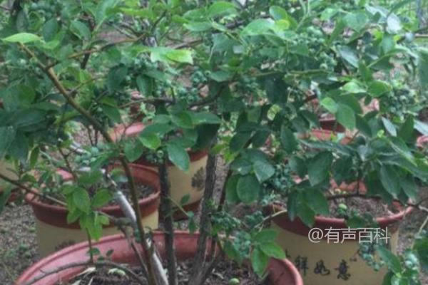 盆栽蓝莓的浇水间隔期：5-10天一次适宜