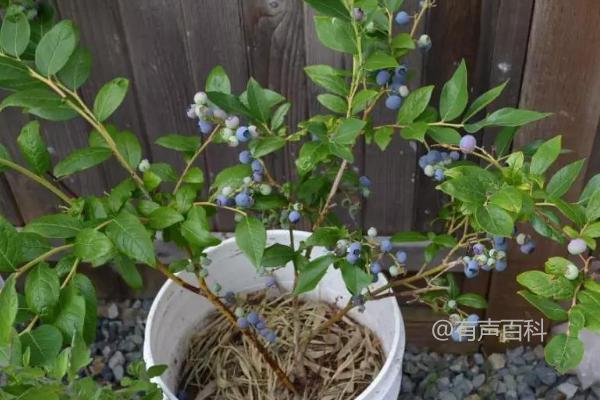 盆栽蓝莓的浇水间隔期：5-10天一次适宜