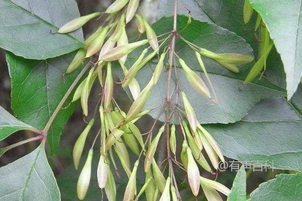 白蜡树种植要点，催芽技巧和播种图片展示