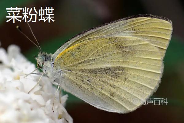 菜青虫冬季如何过冬