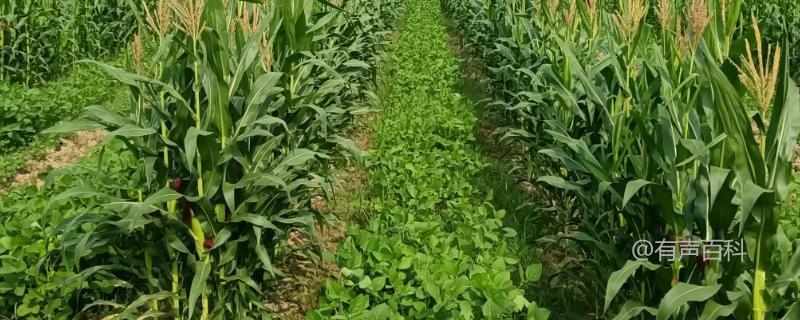 玉米出苗后适合种植什么作物