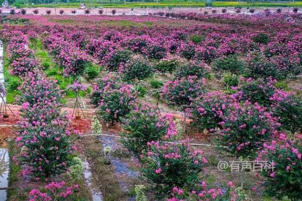 紫薇花的种植管理技巧：如何保持土壤湿润