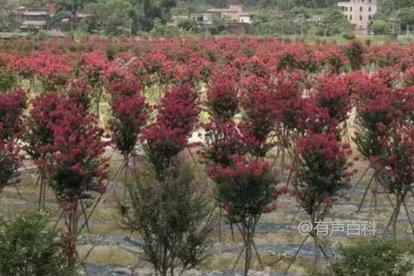 紫薇花的种植管理技巧：如何保持土壤湿润