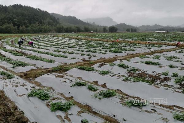 种龙须菜适合用什么土壤？肥沃、疏松、透气的土壤最适合