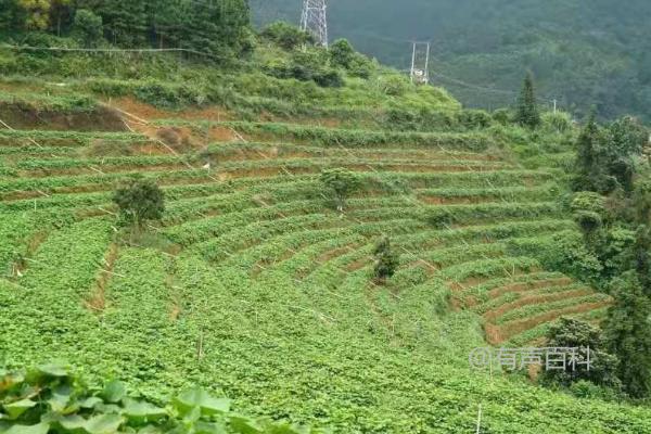 种龙须菜适合用什么土壤？肥沃、疏松、透气的土壤最适合