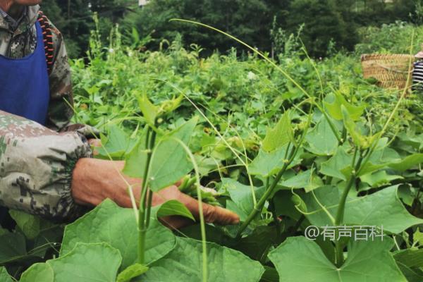 种龙须菜适合用什么土壤？肥沃、疏松、透气的土壤最适合