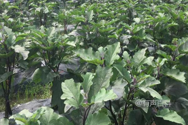 夏季茄子施肥技巧：每7天追施一次尿素