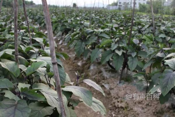 夏季茄子施肥技巧：每7天追施一次尿素