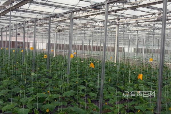 冬季蔬菜大棚加温方法：多层覆盖技术的应用