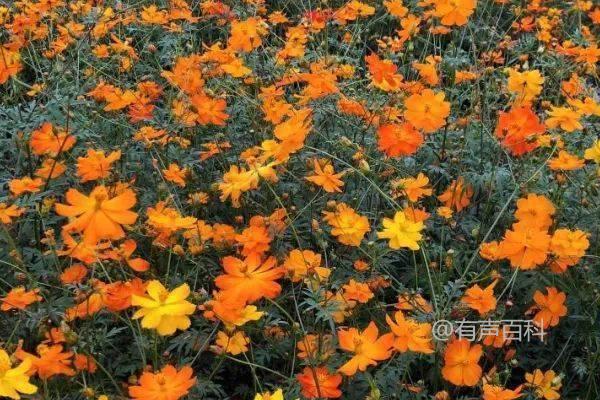 硫华菊的种植方法及最佳播种时间是3-5月份