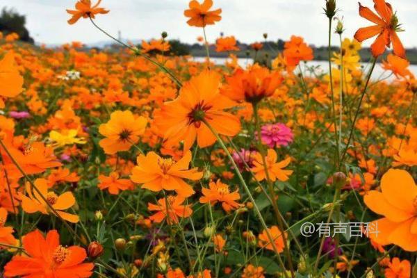 硫华菊的种植方法及最佳播种时间是3-5月份