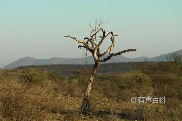 杀死一棵树需要多少植物环嗪酮