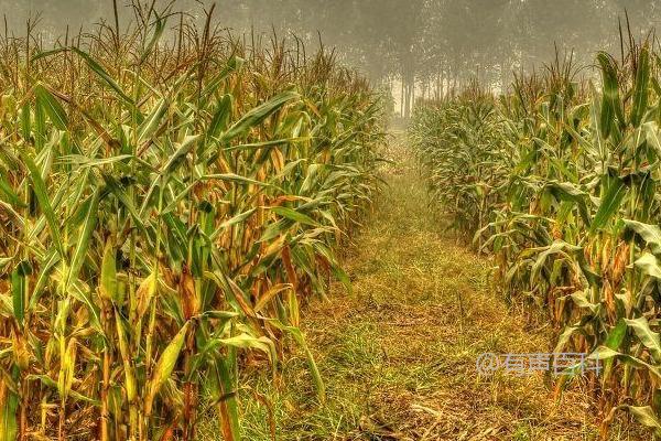 生科玉8006优质高淀粉玉米种简介