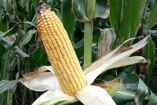 981巨无霸玉米种子：品种特点及介绍