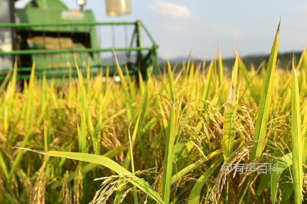 水稻种植与收割时间技巧