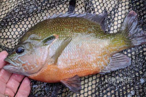 太阳鱼的饲料：适合食用小鱼、虾和昆虫