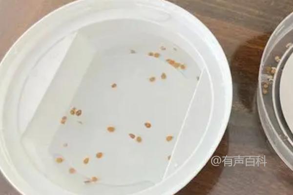 番茄育苗技巧：热水浸种和药剂浸种方法分享