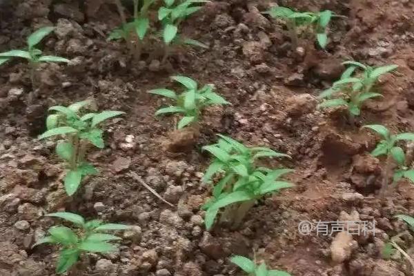 番茄育苗技巧：热水浸种和药剂浸种方法分享