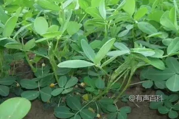 如何使用调节剂来控制花生大量下枝？