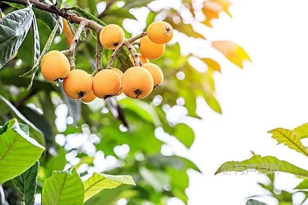 当地枇杷树是否能结果及土壤湿润度的重要性