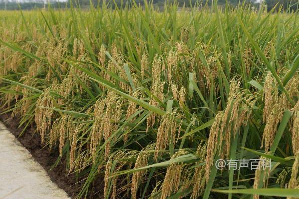 春江171水稻种特点及稻飞虱等病虫害防治措施