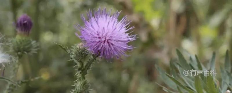 田蓟（Cirsium heterophyllum）的形态特点及介绍