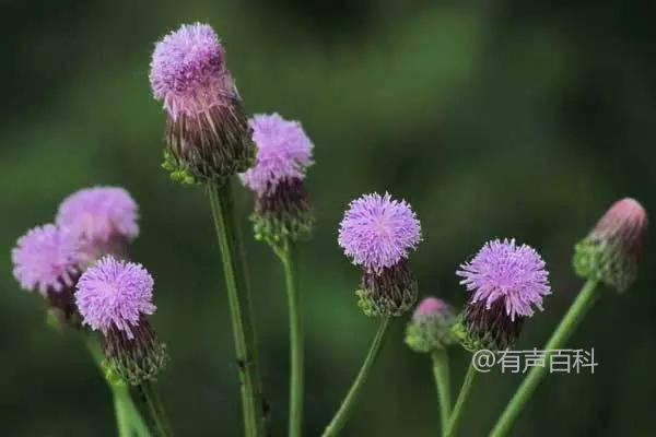 田蓟（Cirsium heterophyllum）的形态特点及介绍