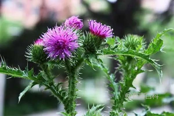 田蓟（Cirsium heterophyllum）的形态特点及介绍