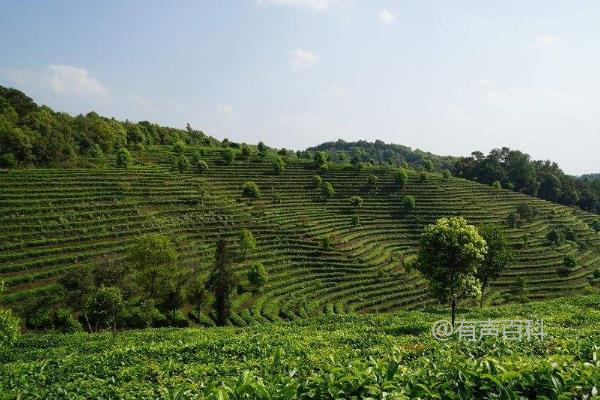 普洱茶的产地在哪里？饮用时需要注意的禁忌事项是什么？