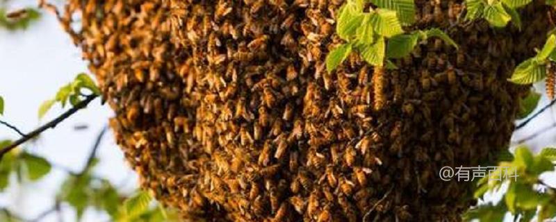 被蜜蜂蛰伤如何处理，搽什么药膏？