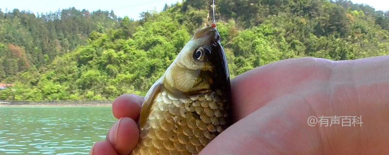 夏季钓鲫鱼应该使用哪种小药？搭配饵料配方和