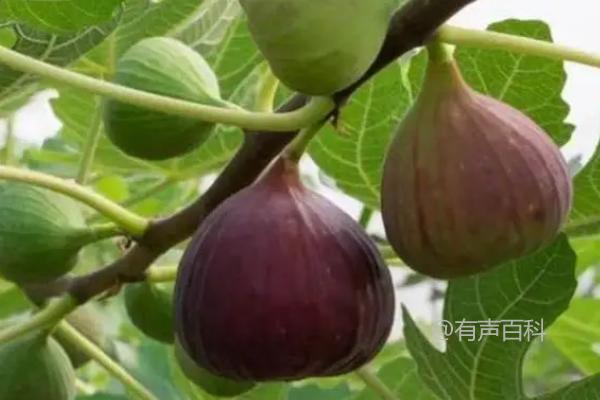 无花果成熟时间是几月份？