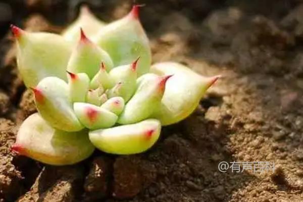 如何养护多肉植物：充足阳光是关键