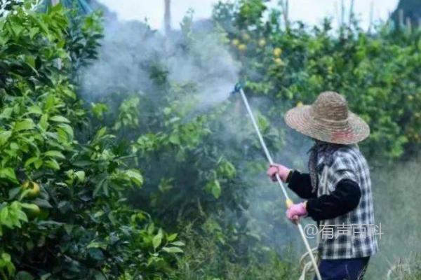 制作叶面肥的方法及肥料水溶解稀释步骤