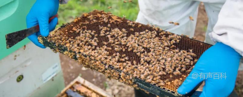 蜂群前兆：如何识别蜂箱口出现蜜蜂抱团的情况