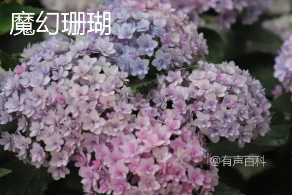 绣球花有毒吗？全株均具有毒性