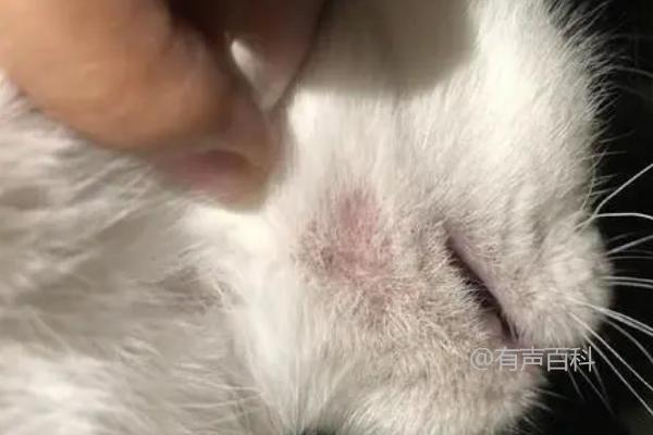 如何治疗猫藓？严重情况下需剃毛后再上药