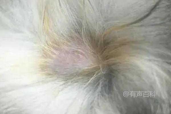 如何治疗猫藓？严重情况下需剃毛后再上药